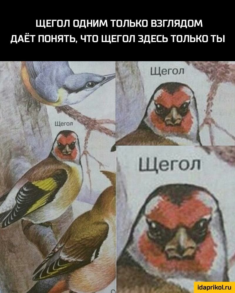 Совы живопись юмор