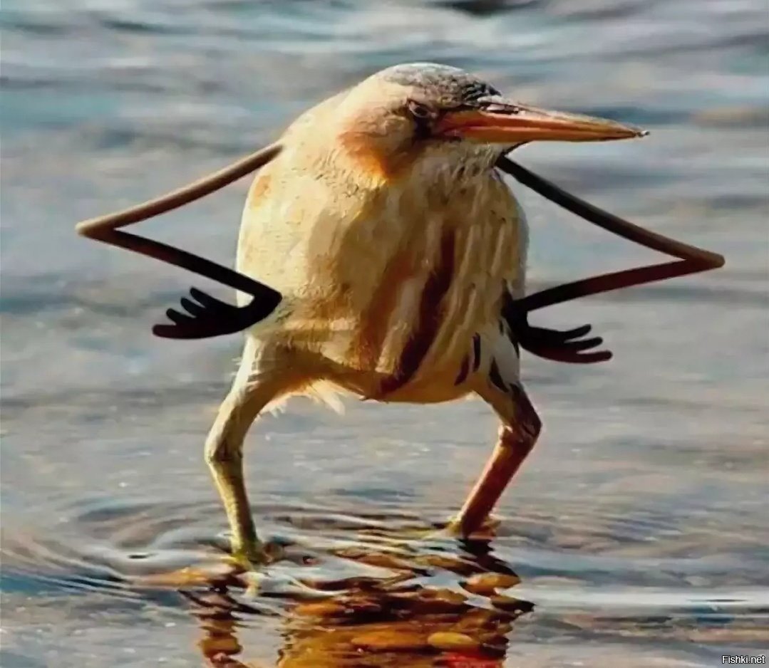 Шутки про птиц смешные