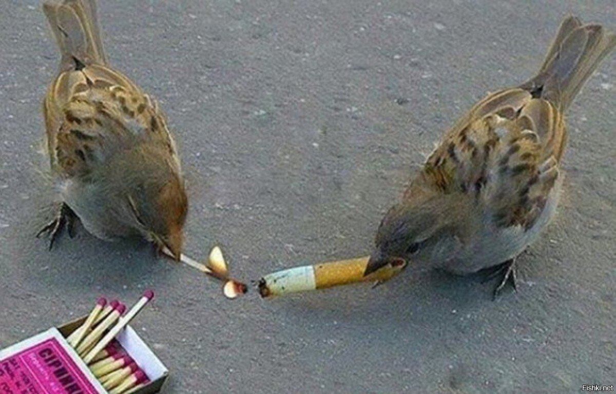 Воробей курит