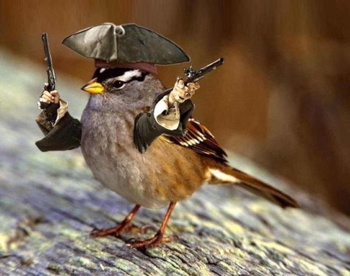 Взъерошенный петух