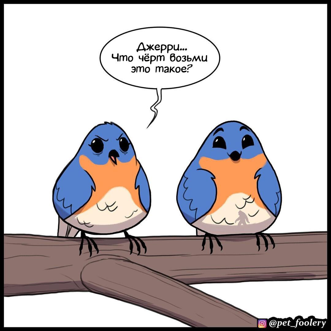 Смешные фразы про птиц