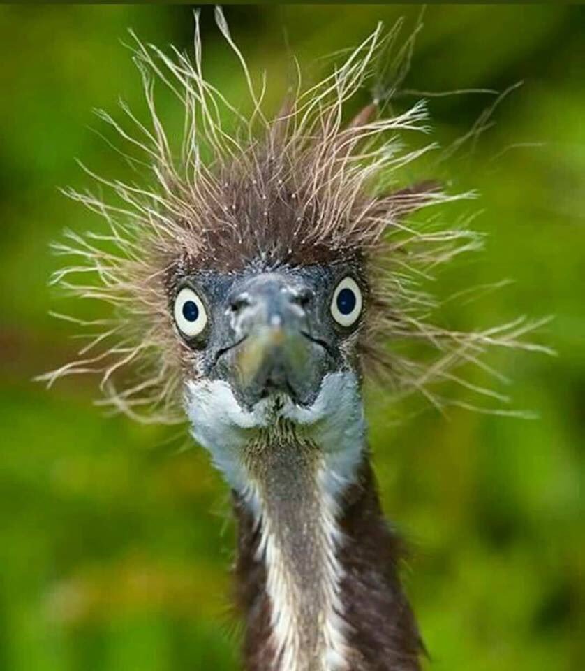 Так блэт птичка Мем