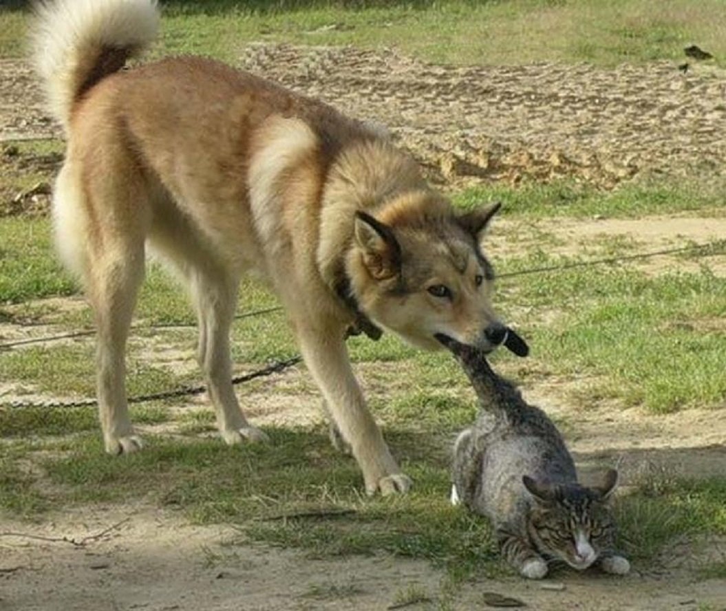 Жалкий кот Мем