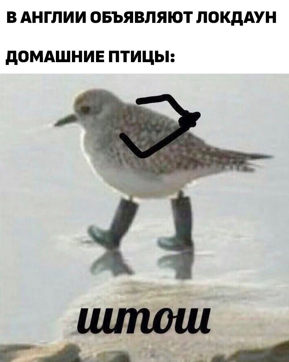 Голубь демотиватор