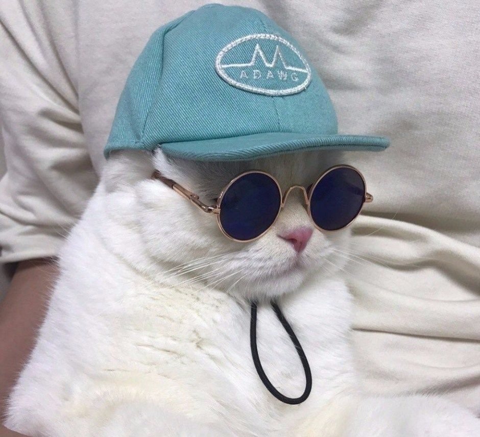 Кот в кепке и очках