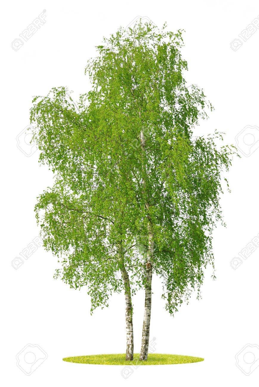 Береза для детей на прозрачном фоне