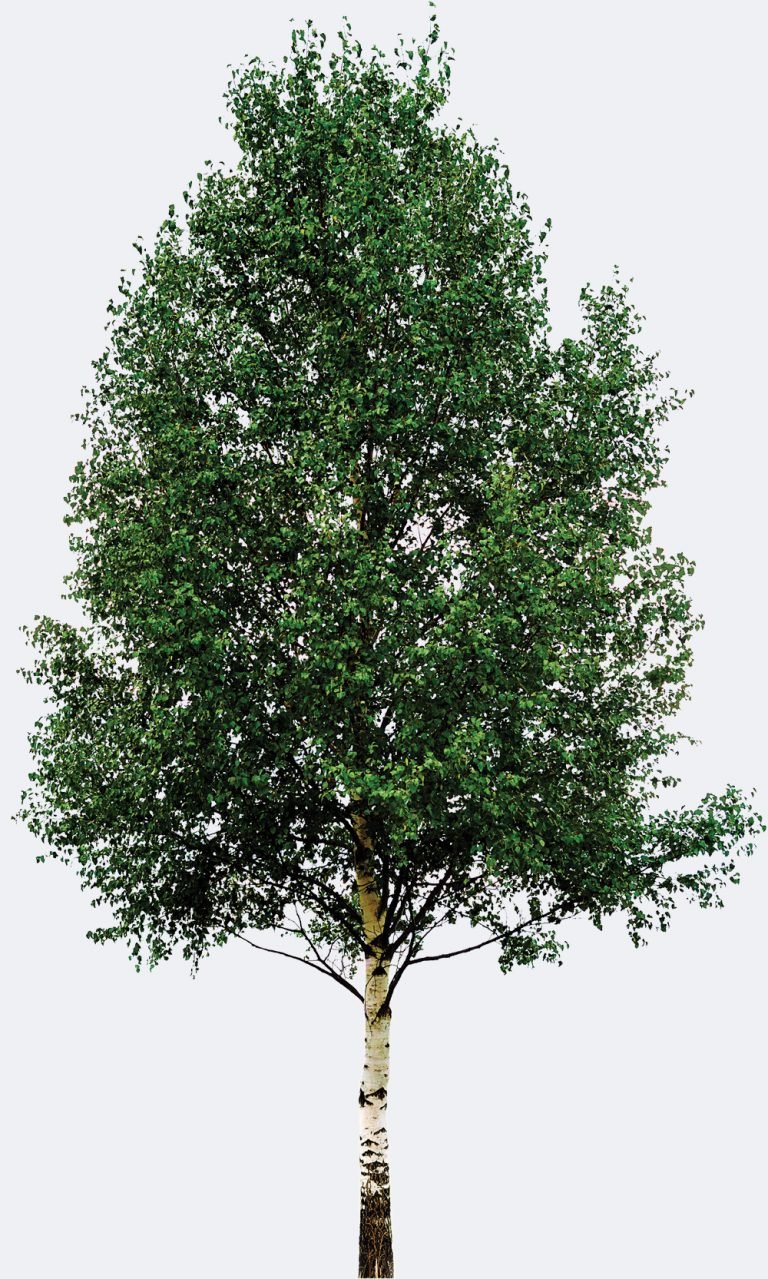 Береза картинка