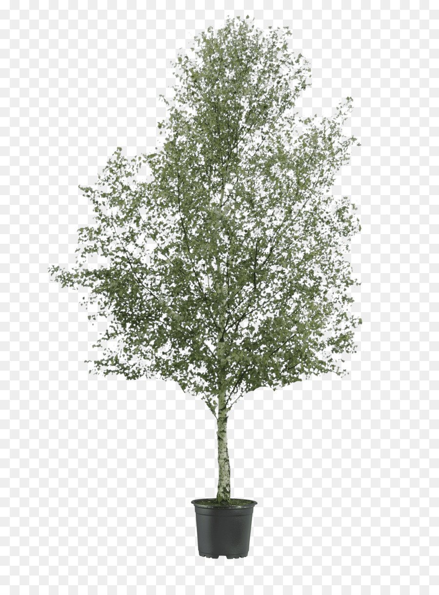 Силуэт дерева береза