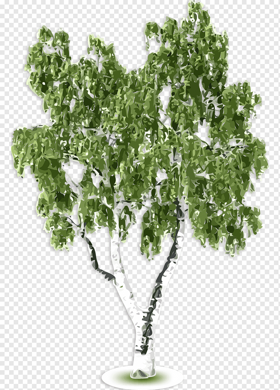 Береза без фона