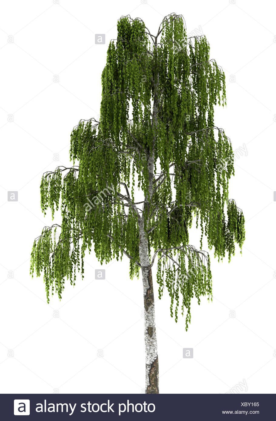 Картинка береза на белом фоне