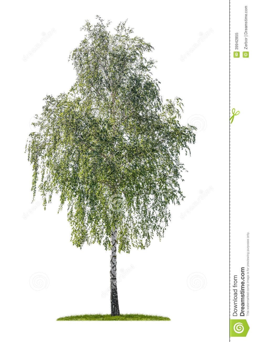 Дерево Березка на белом фоне