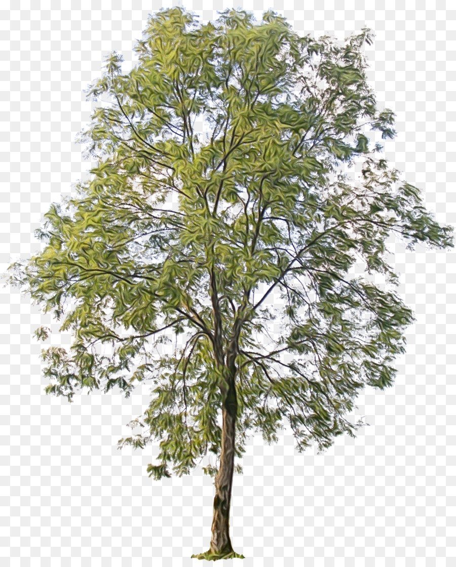 Дерево береза для оформления