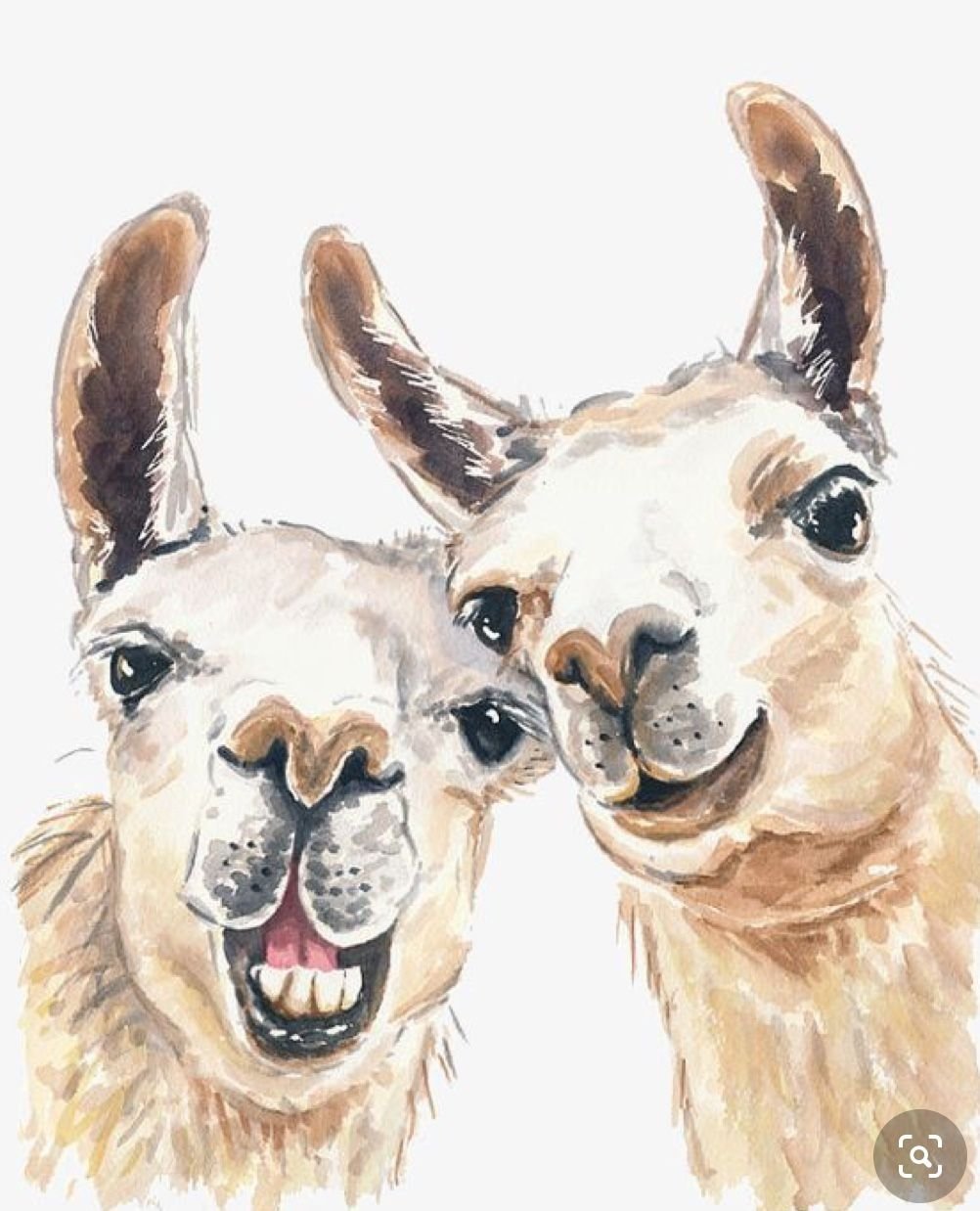 Белка на белом фоне