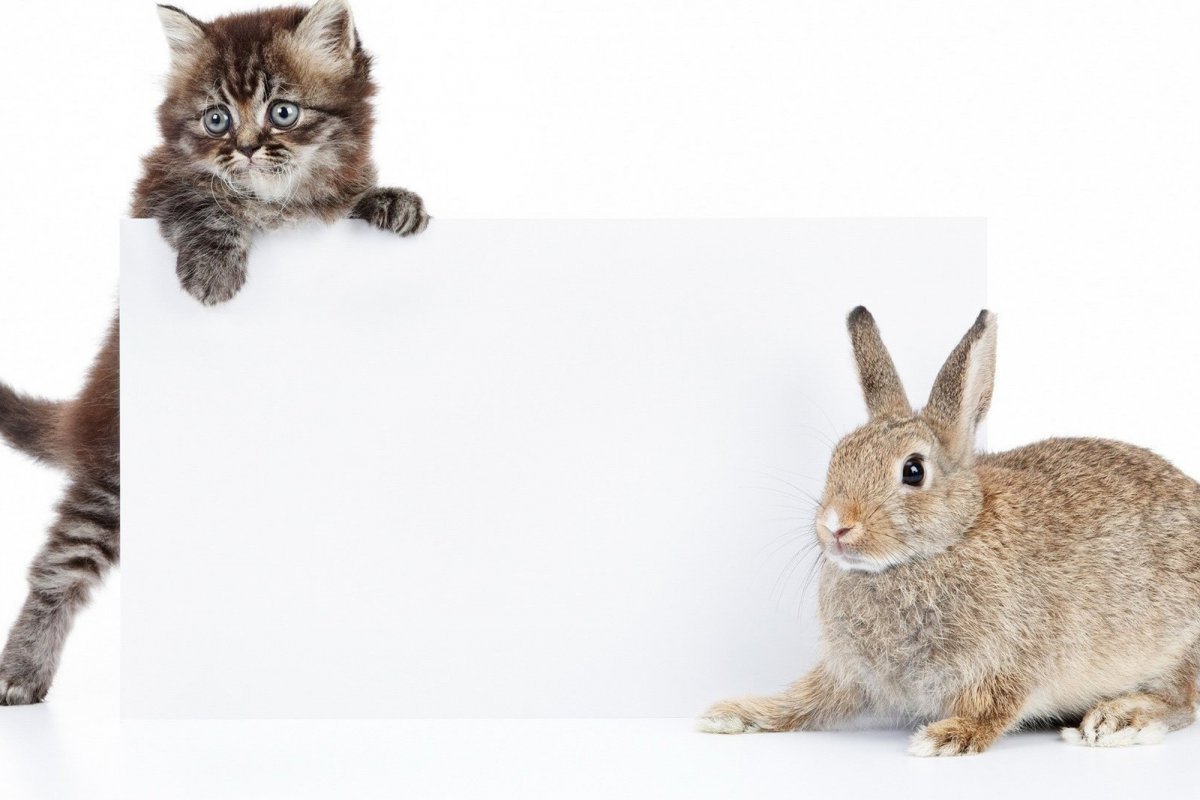 Животные на белом фоне