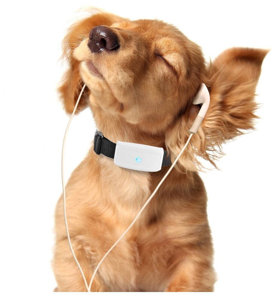 Кошка собака кролик