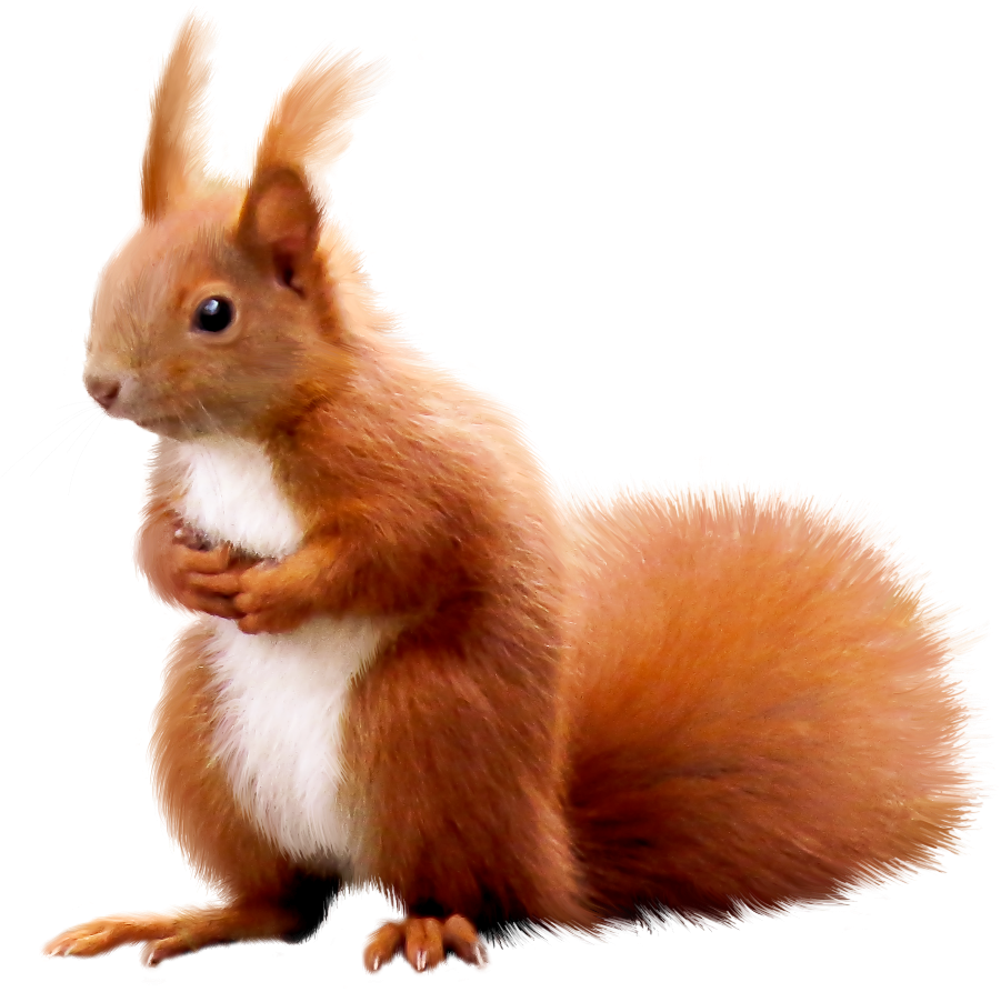 Милые обои с животными