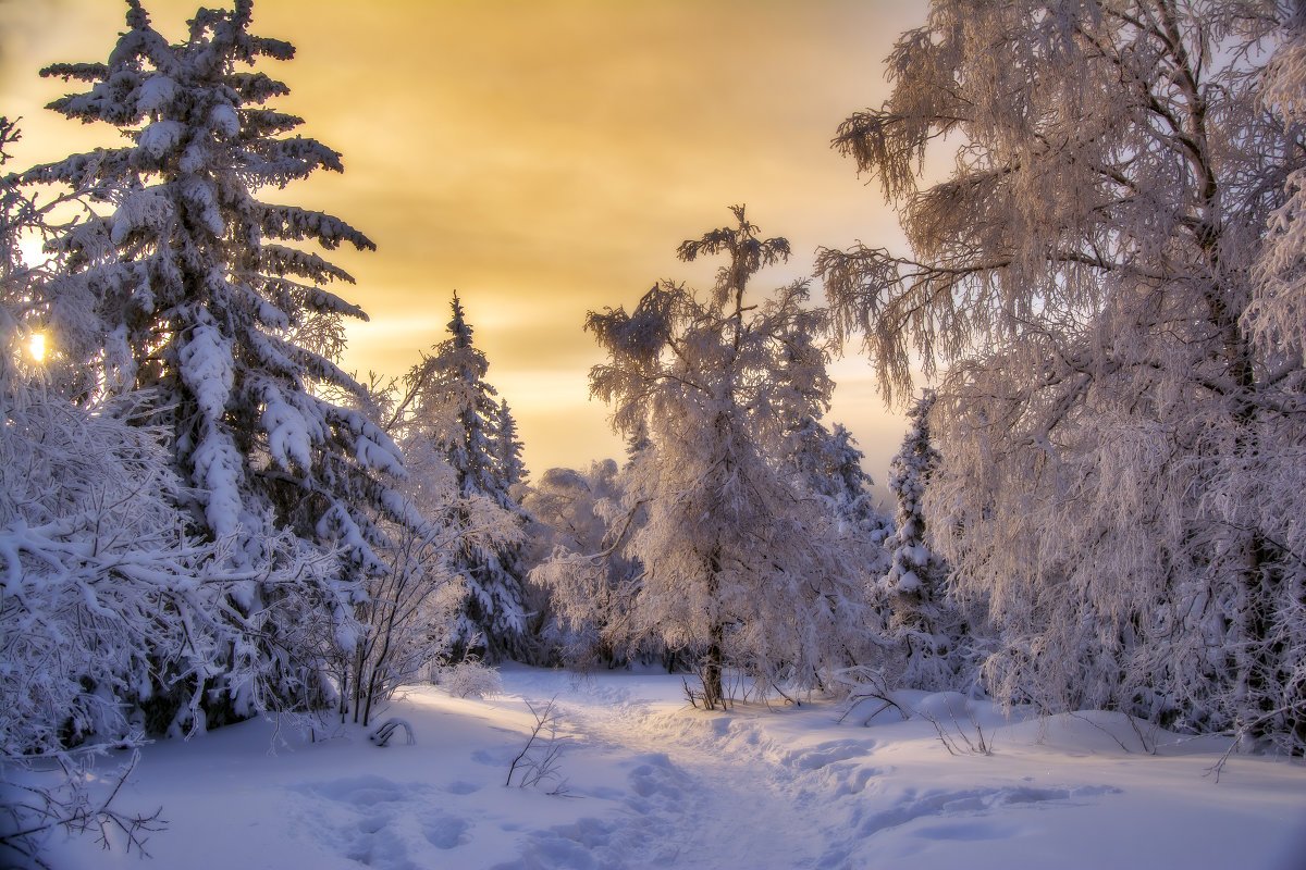 Красивый зимний лес