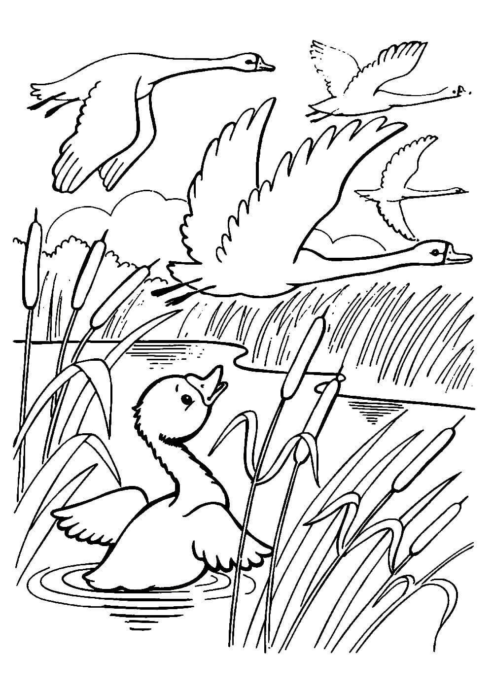 Аппликация серая шейка в подготовительной группе