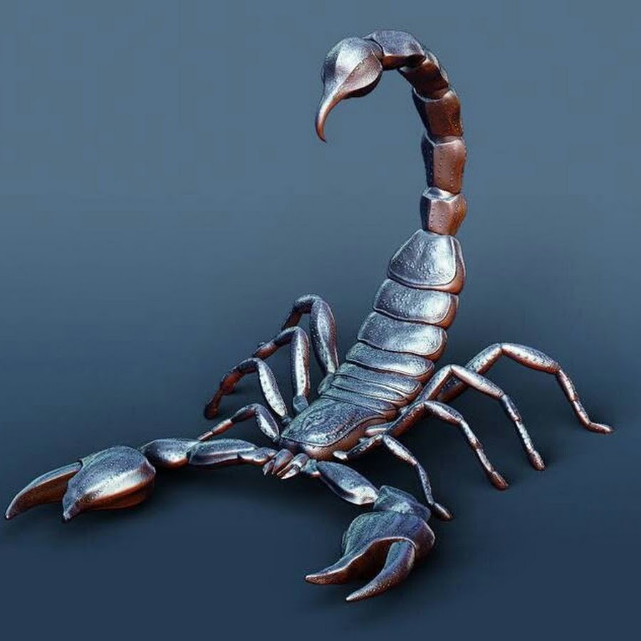 Красивый Скорпион