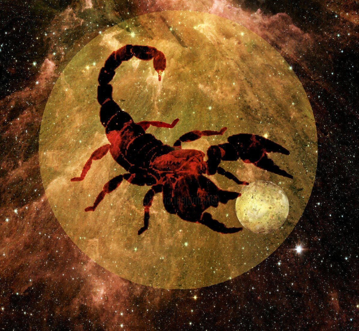 Скорпион картинки на телефон