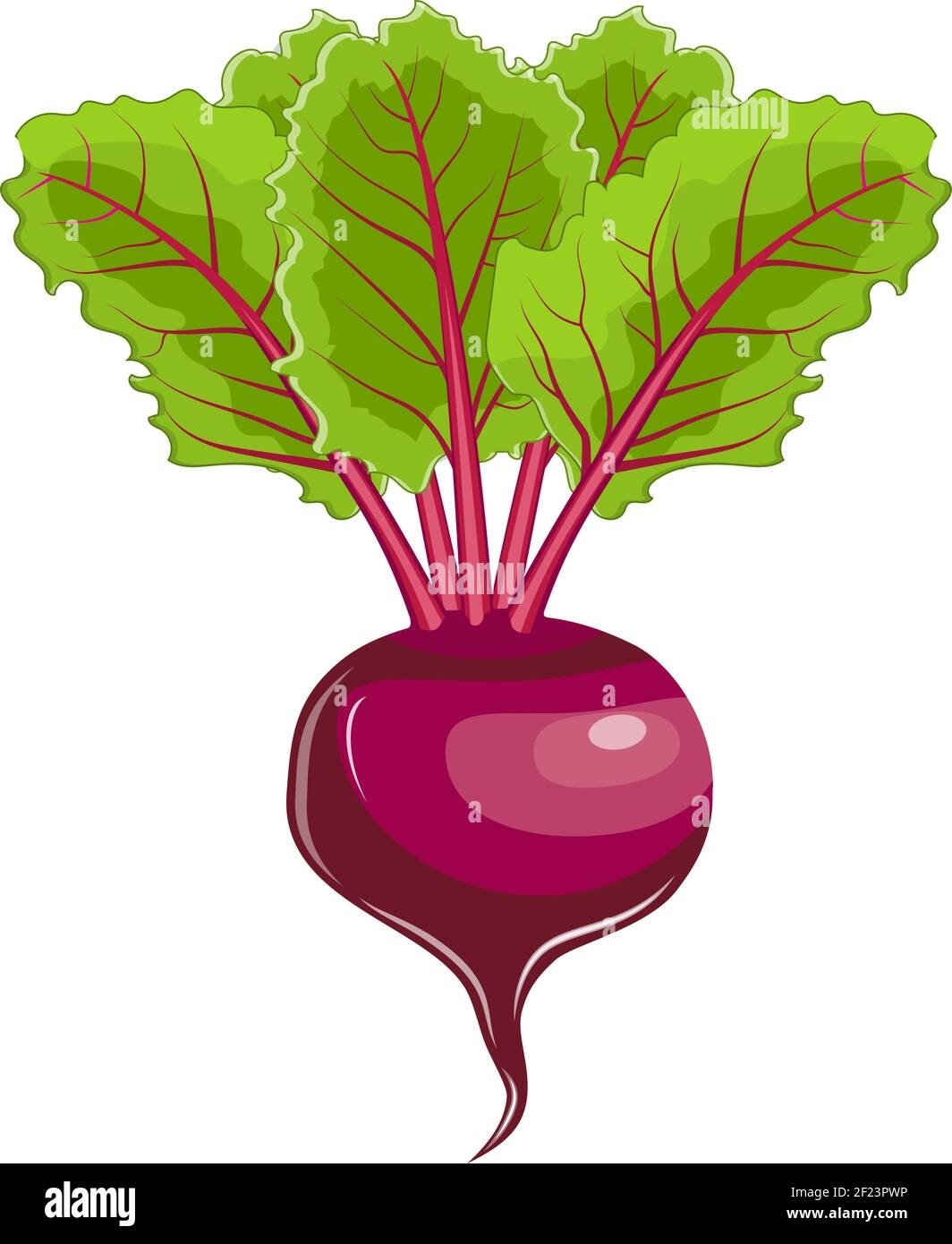 Овощи свекла