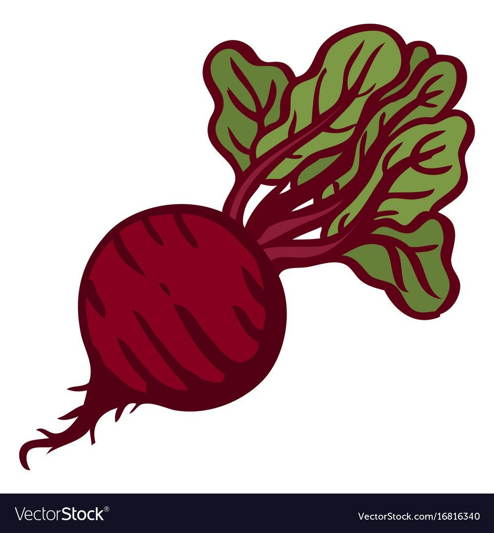 Красно белая свекла