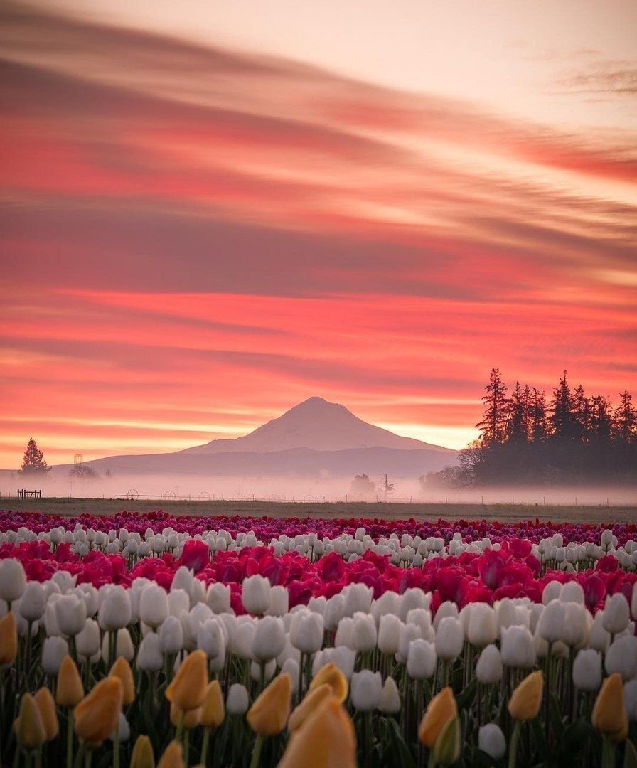 Весна Сакура