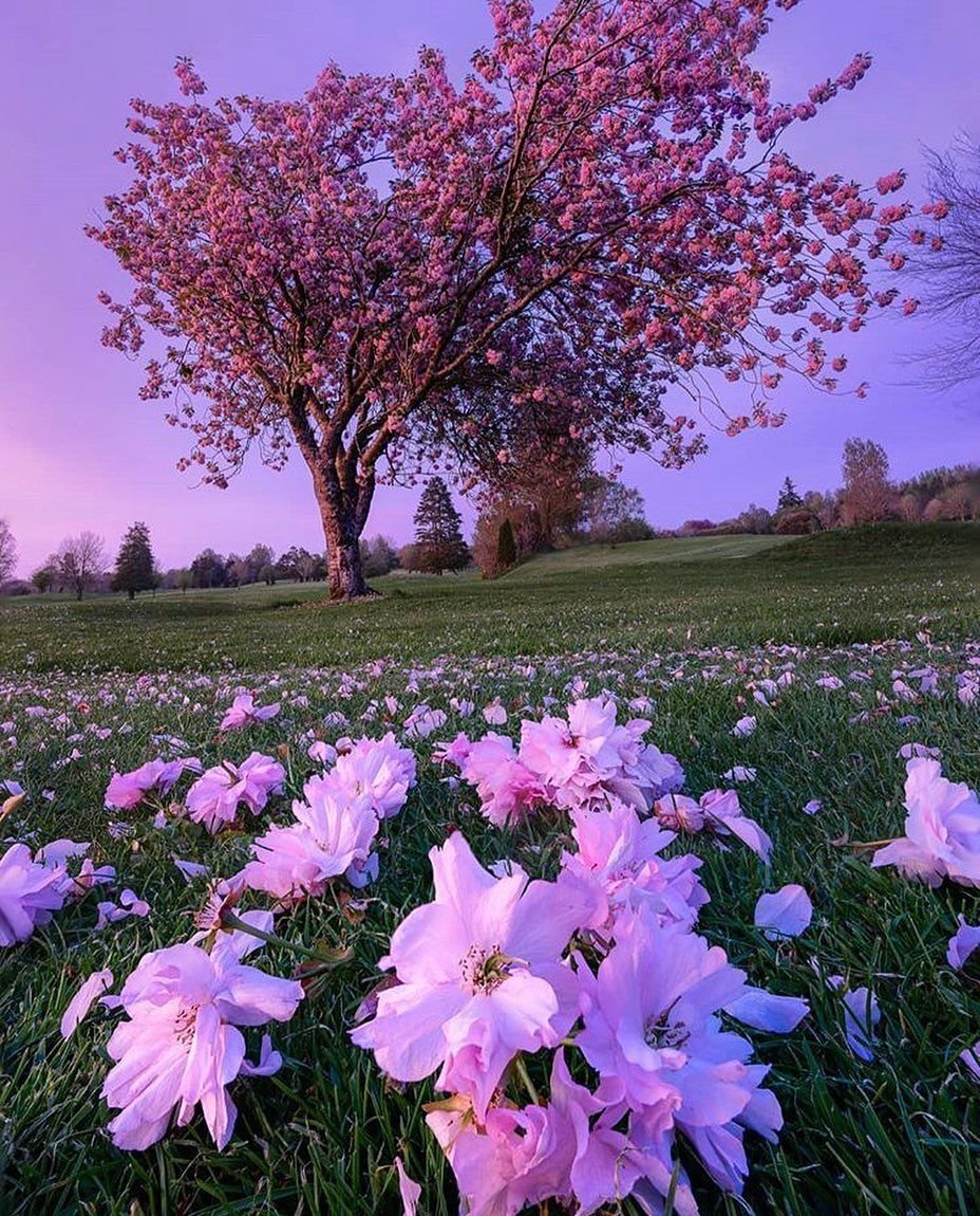 Женевское озеро горы цветы