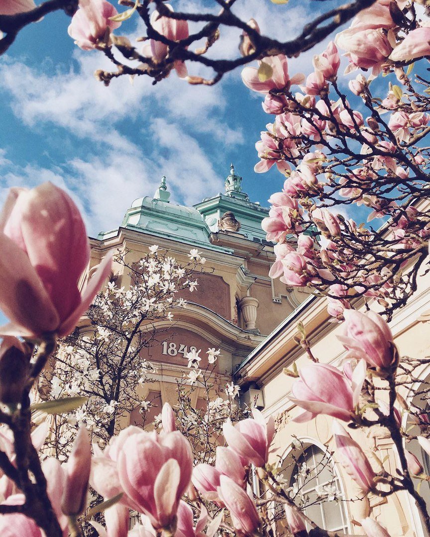 Цветущая Прага