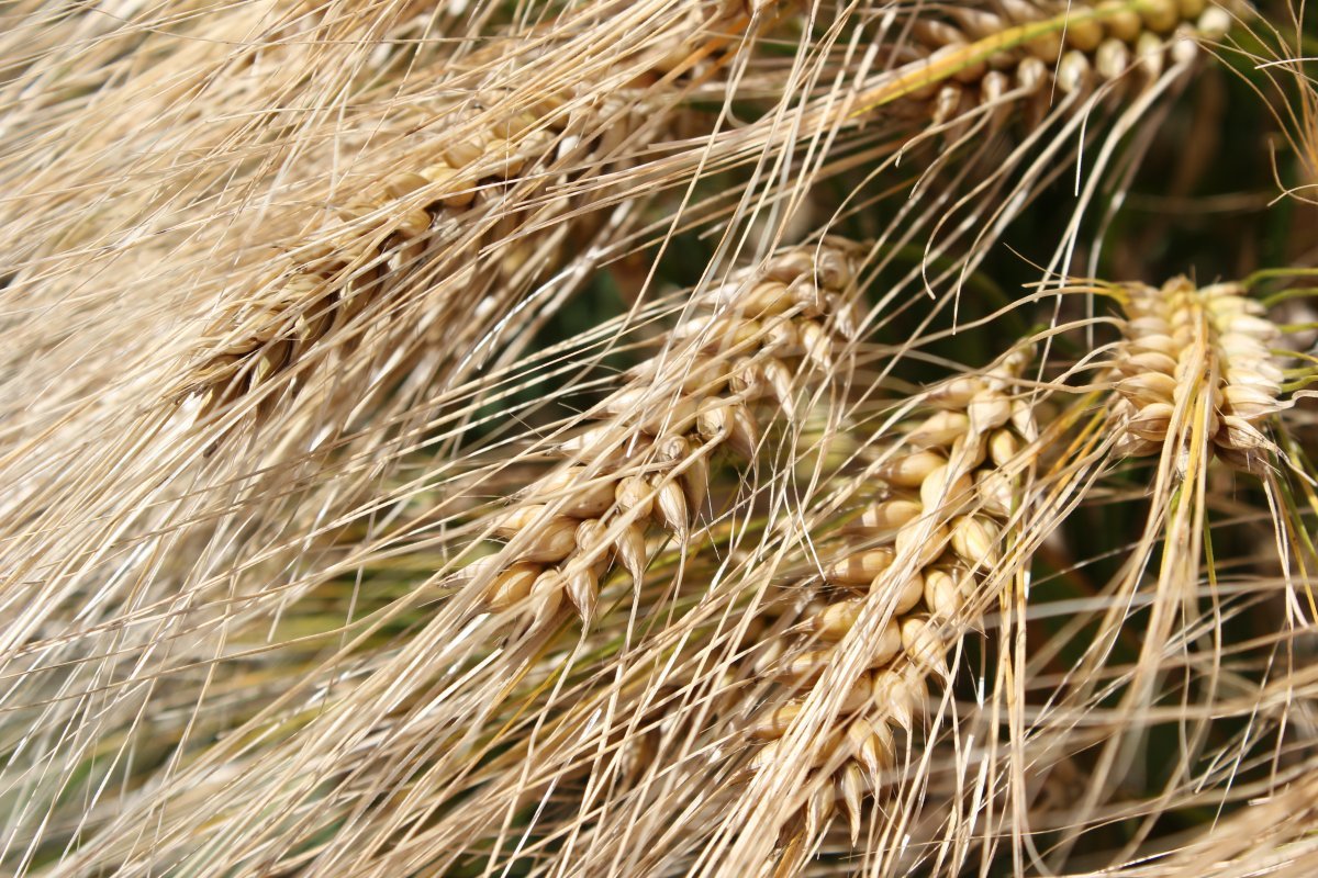 Ячмень двурядный семена