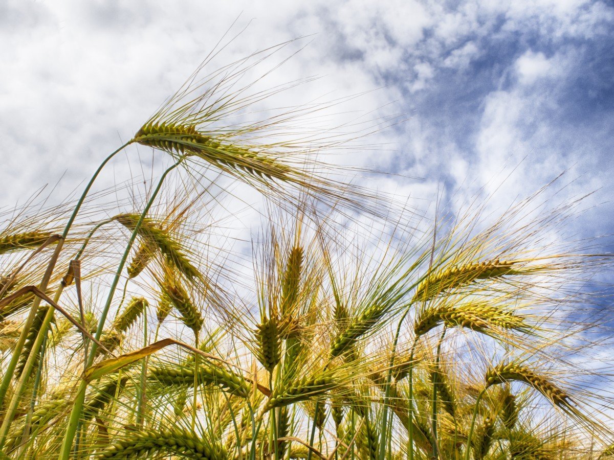 Колос ячменя