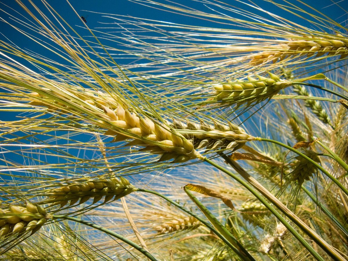 Ячмень картинки