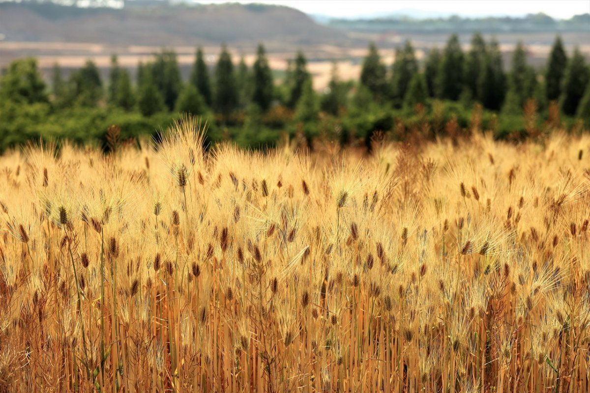Поля ячменя Южной Кореи
