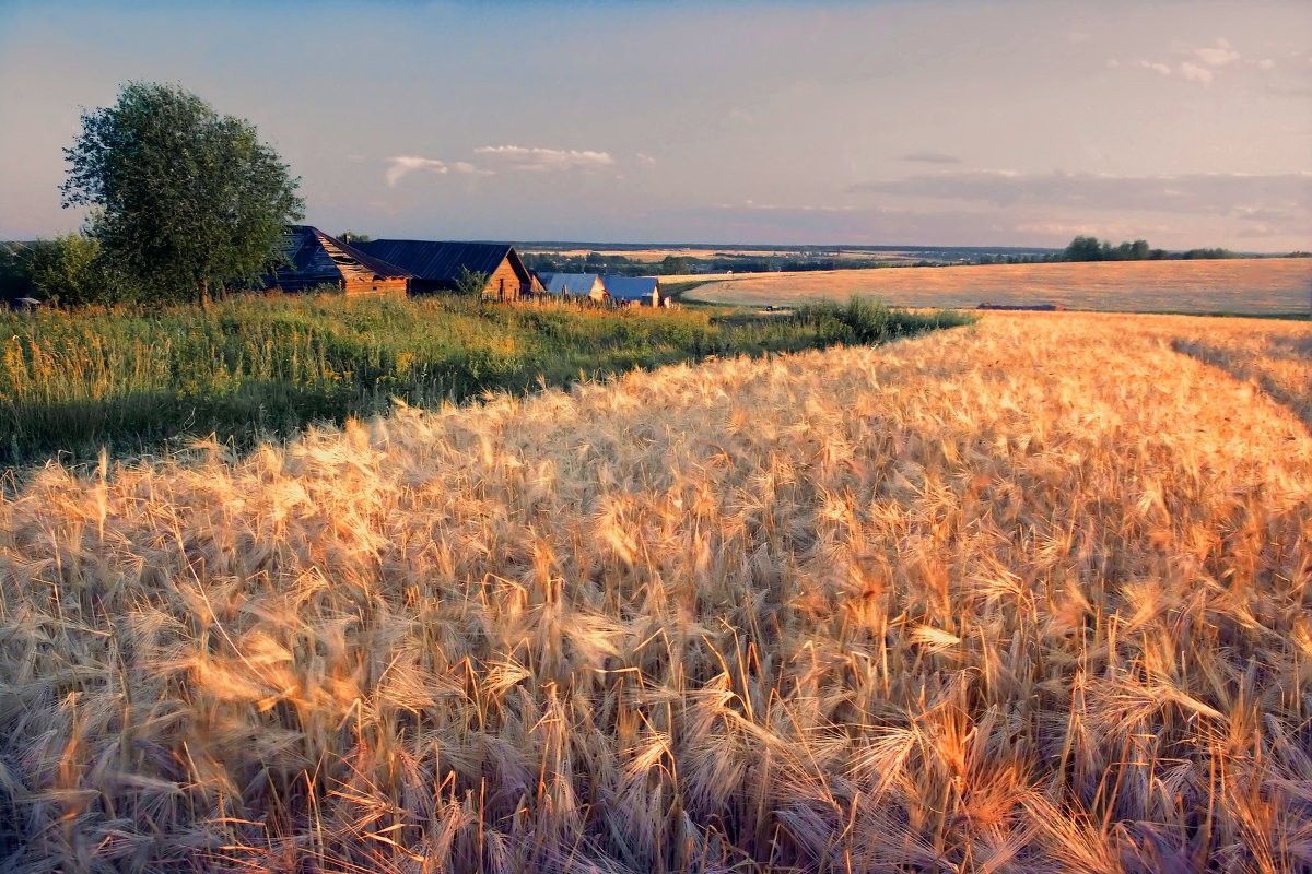 Сорт пшеницы "Мексикале"