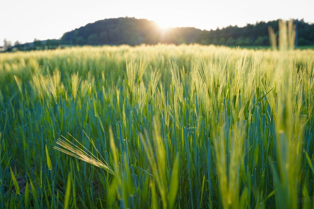Поле ячменя Балтика