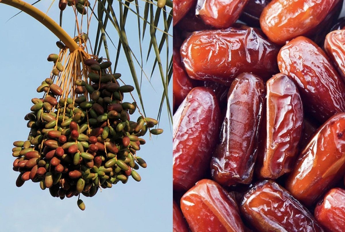 Китайский финик