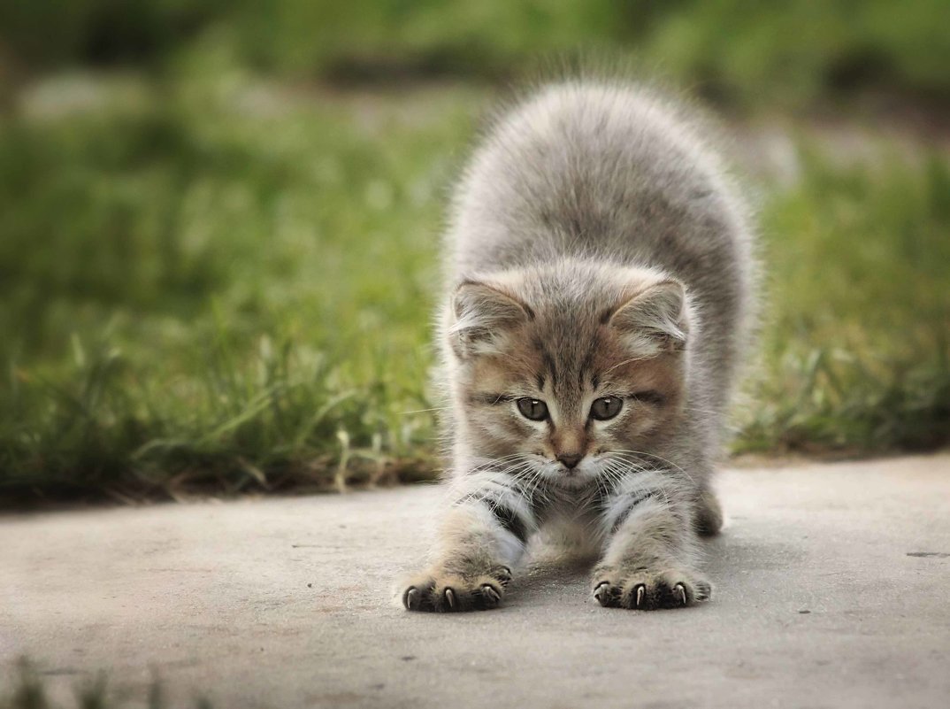 Доброе утро сладких потягушек