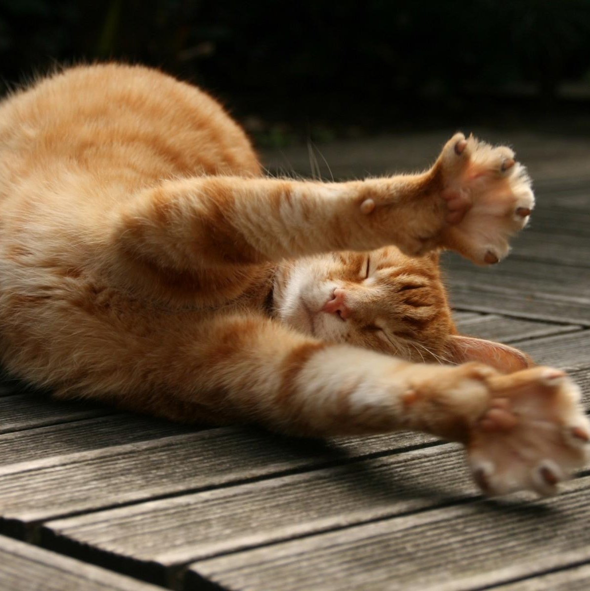 Кошкино утро