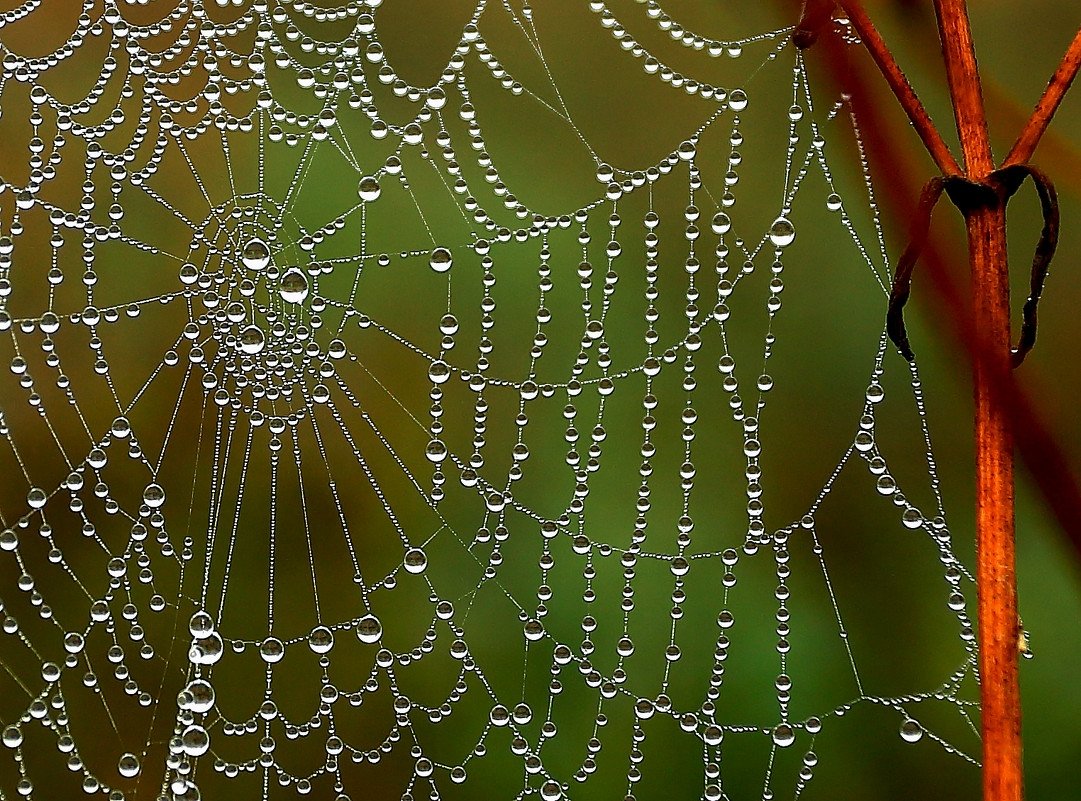 Капли на паутине
