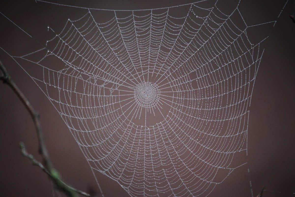 Круговая паутина