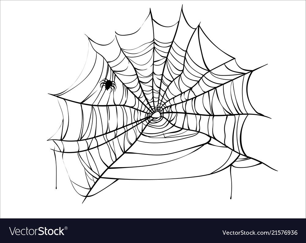 Паук на паутине вектор