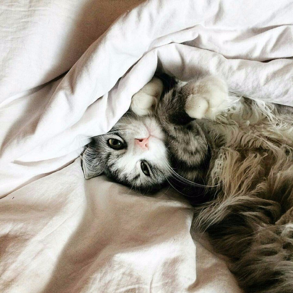 Кошачья лень