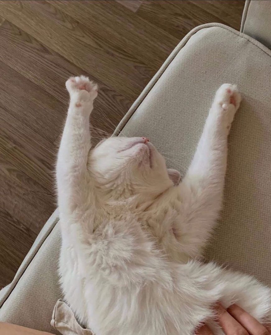 Считалки смешные