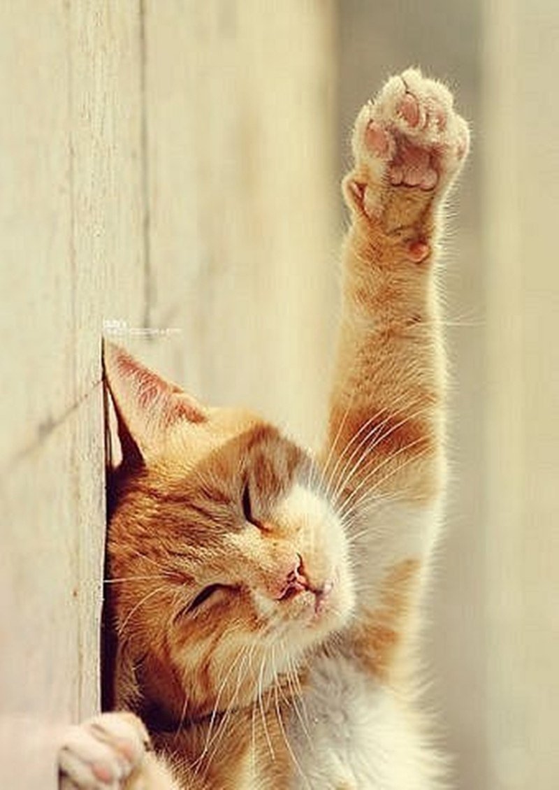 Радостный кот