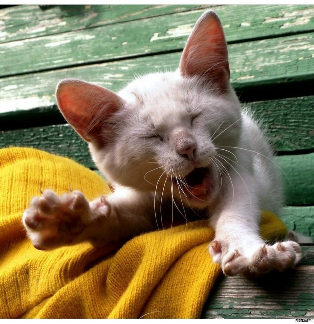 Доброе утро животные смешные