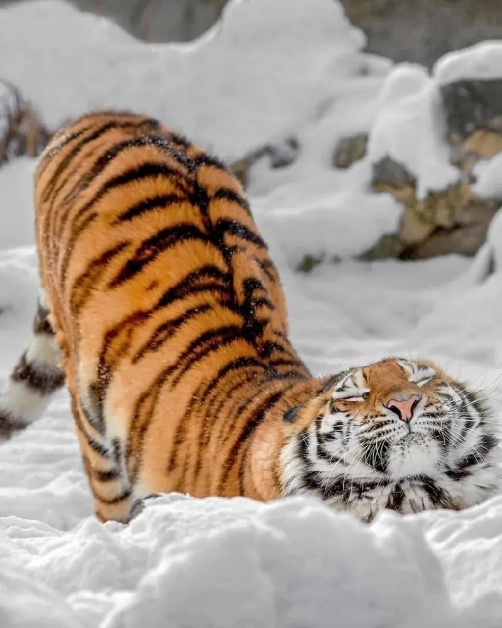 Уссурийский тигр с тигрятами