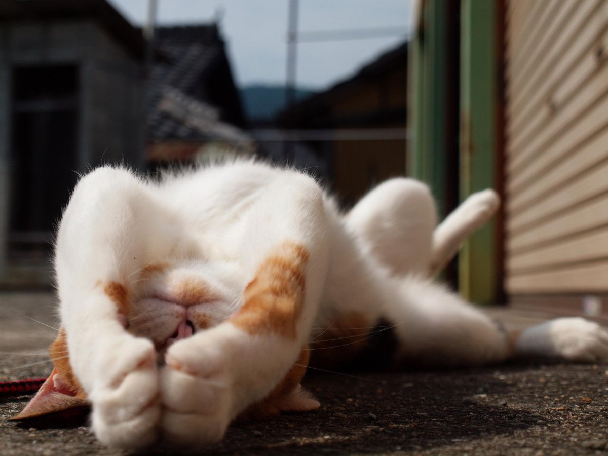 Доброе утро потягушки картинки