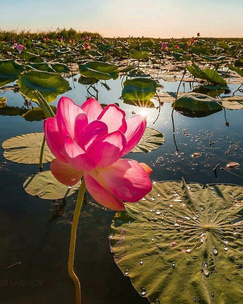 Приколы про Астрахань