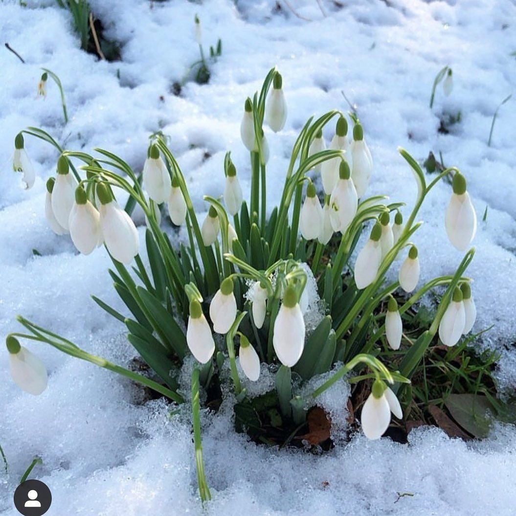 Ранняя Весна