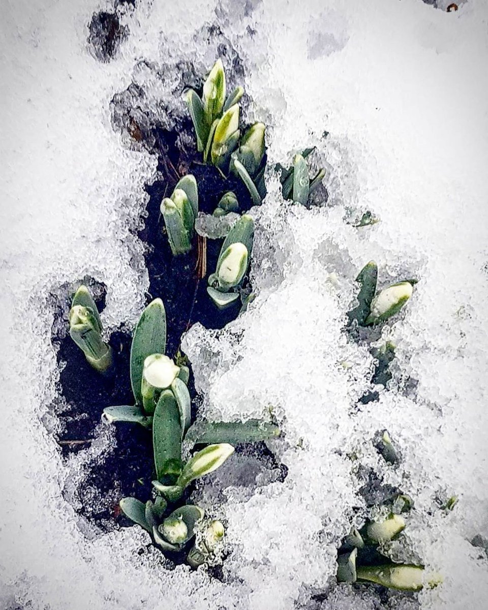 Майков Подснежник